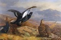 Black Grouse In A Highland Landscape With Red Deer In The Background - Archibald Thorburn