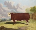Prize Bull - Richard Whitford