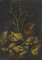 A Still Life With A Lambis Lambis, A Cypraea, A Cymatiide, A Cenithium, A Galaodea And Other Shells - (after) Bartolommeo Bimbi