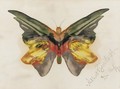 Butterfly 4 - Albert Bierstadt
