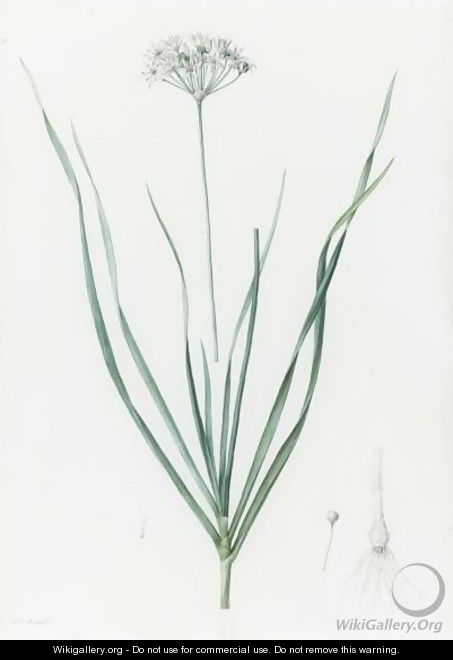 Allium Tataricum - Ail De Tartarie - Pierre-Joseph Redouté