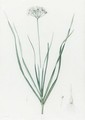 Allium Tataricum - Ail De Tartarie - Pierre-Joseph Redouté