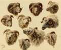Study Of Rams' Heads - Rosa Bonheur