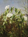 Morning Glories - Anthonore Christensen