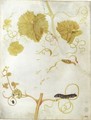 Two Caterpillars And A Chrysalis On A Vine - Maria Sibylla Merian