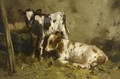 Ayrshire Calves 3 - David Gauld