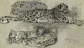 Leopards - Geza Vastagh