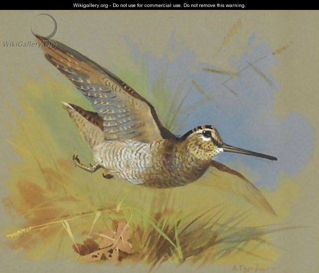 A Woodcock In Flight - Archibald Thorburn