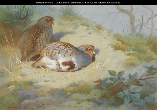 A Pair Of Partridges On A Sandy Bank - Archibald Thorburn