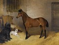 A Chestnut Horse With A Sheepdog And Terrier In A Stable - John Charlton