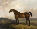 A Bay Horse In A Landscape - Sawrey Gilpin