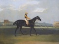 Angler, A Dark Bay Racehorse With Jockey Up - David of York Dalby