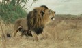 Beberlowe (Berber Lion) - Wilhelm Kuhnert
