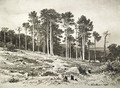 Pinewoods - Ivan Shishkin