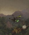 Racket-Tail, Brazil - Martin Johnson Heade