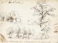 Poplar Trees Along A Road And Other Tree Studies - Gherado Cibo