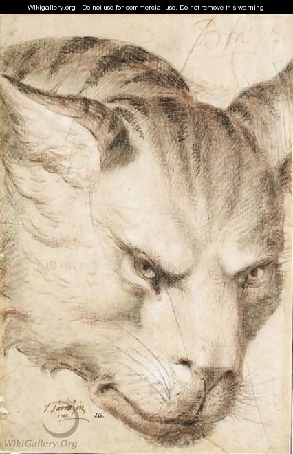 Study Of The Head Of A Wild Cat - French School