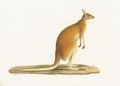 A Kangaroo (Macropus Rufus) - A. Prevost