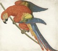 A Red Macaw - French School