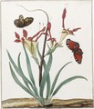 A South African Gladiolus, With Two European Butterflies - Dutch School