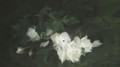 White Roses 2 - James Stuart Park