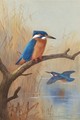 A Pair Of Kingfishers - Archibald Thorburn