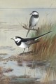 A Pair Of Pied Wagtails - Archibald Thorburn