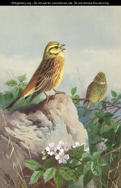 A Pair Of Yellowhammers - Archibald Thorburn