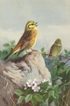 A Pair Of Yellowhammers - Archibald Thorburn