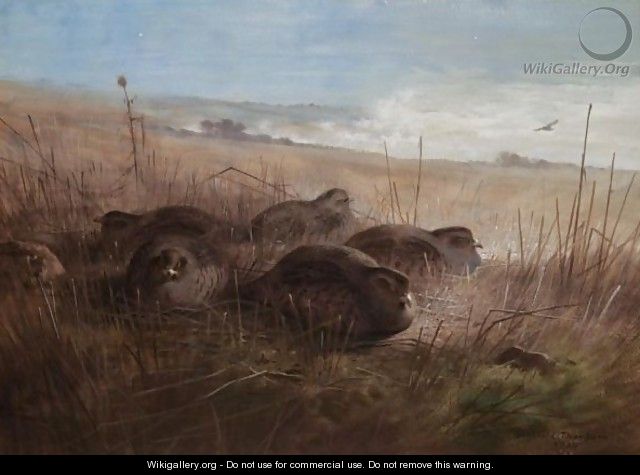 A Moonlight Night In The Open, Grey Partridges - Archibald Thorburn
