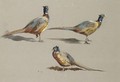 Studies Of A Cock Pheasant - Archibald Thorburn