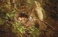 Green Finch Guarding The Nest - William Hughes