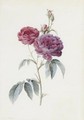Rosa Gallica (Purpuro Violacea-Magna) - Pierre-Joseph Redouté