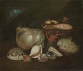A Still Life Of The Pacific Thorny Oyster, Tiger Cowry, Graceful Cowry, Lightfoot, Turbo Genus, Episcopal Mitre - French School