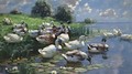 Ducks On A Lake Shore - Alexander Max Koester