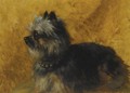 A Yorkshire Terrier - Henriette Ronner-Knip
