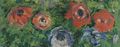 Anemones - Claude Oscar Monet