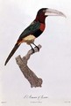 Azara Aracari - Jacques Barraband