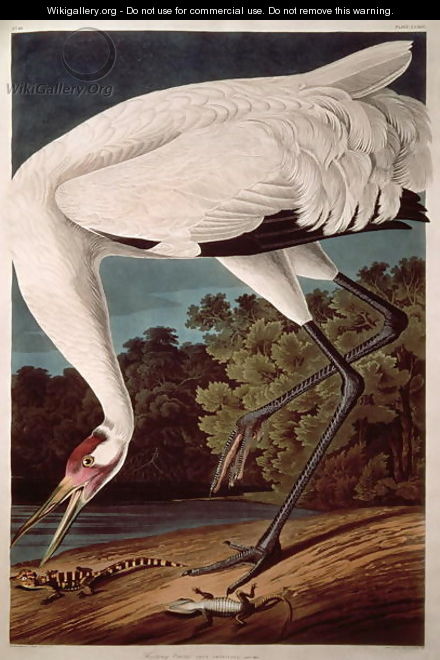 Whooping Crane, from 