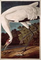 Whooping Crane, from 'Birds of America' - John James Audubon
