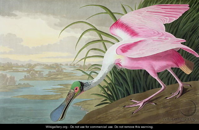 Roseate Spoonbill, Platalea leucorodia, 1836 - John James Audubon Roseate Spoonbill, Platalea leucorodia, 1836 - John James Audubon