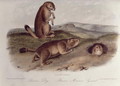 Prairie Dog from 'Quadrupeds of North America', 1842-45 - John James Audubon