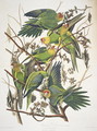 Carolina Parakeet, from 