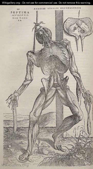 Dissected human body 1543 - Andreas Vesalius