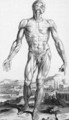 Anatomy 1543 - Andreas Vesalius