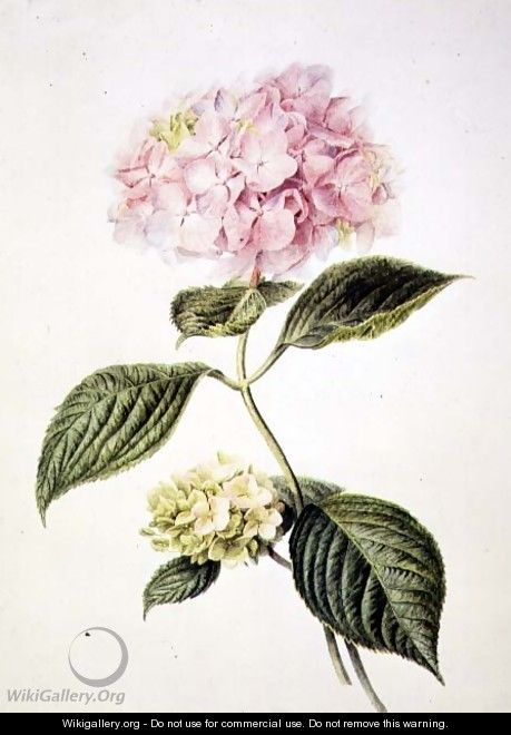 Hydrangea hortensia - Arnoldus Bloemers