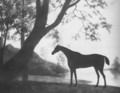 Lord Cleremont's racehorse 'Imperator' in a wooded river landscape 1780 - John Best