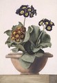 Potted Auricula, 1817 - Pancrace Bessa