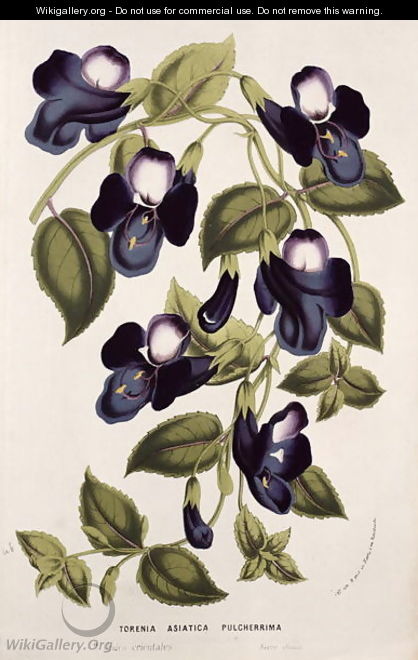 Torenia Asiatica pulcherrima, from 