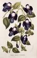 Torenia Asiatica pulcherrima, from 'Horto Van Houtteano' by Louis van Houtte -  Anonymous Artist